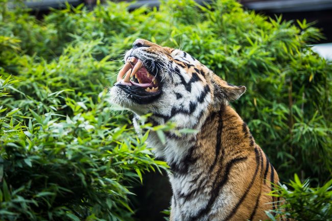 Colchester Zoo Colchester Zoo