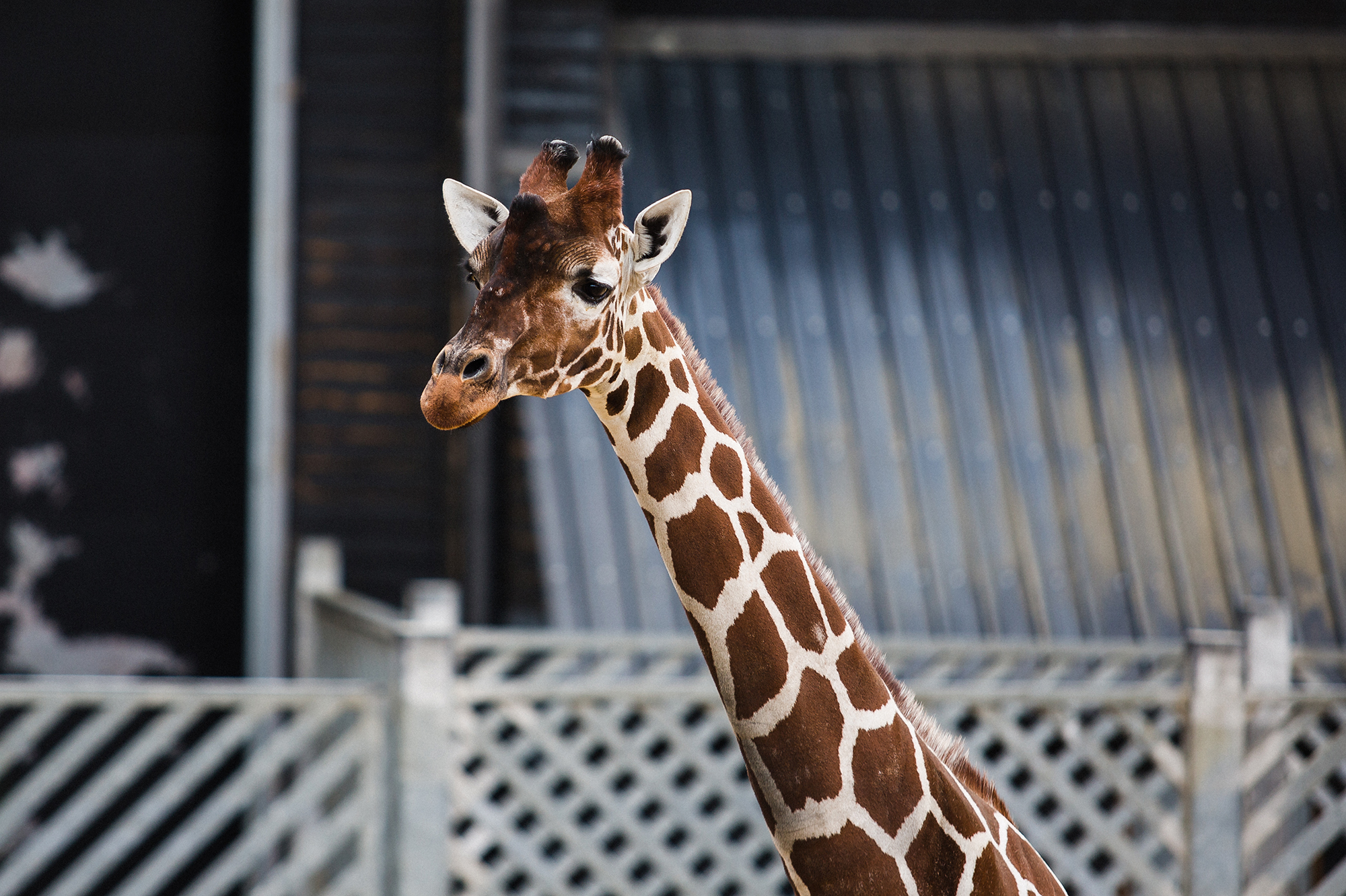 Colchester Zoo Giraffe